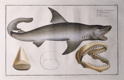 White Shark: pub. by Black, c.1790 by Andreas Ludwig Kruger